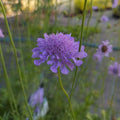 Scabiosa columbaria BIO