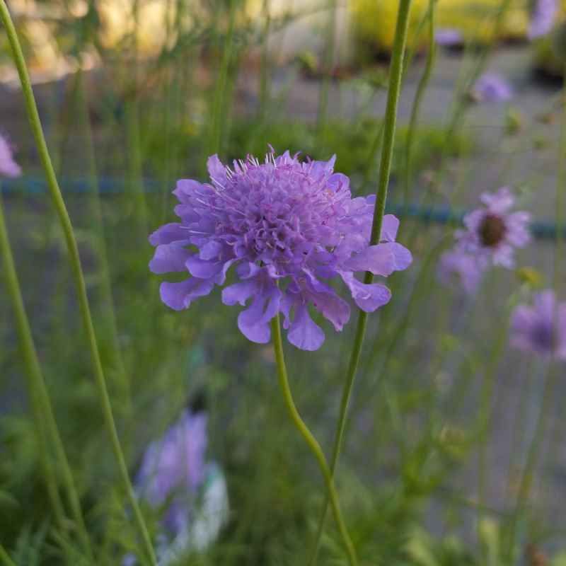 Scabiosa columbaria BIO