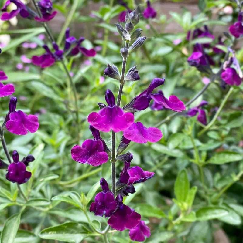 Salvia 'Papillon de Nuit' BIO
