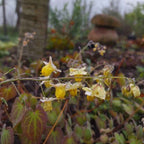 Epimedium 'Totnes Turbo'