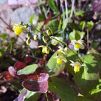 Epimedium 'Totnes Turbo'