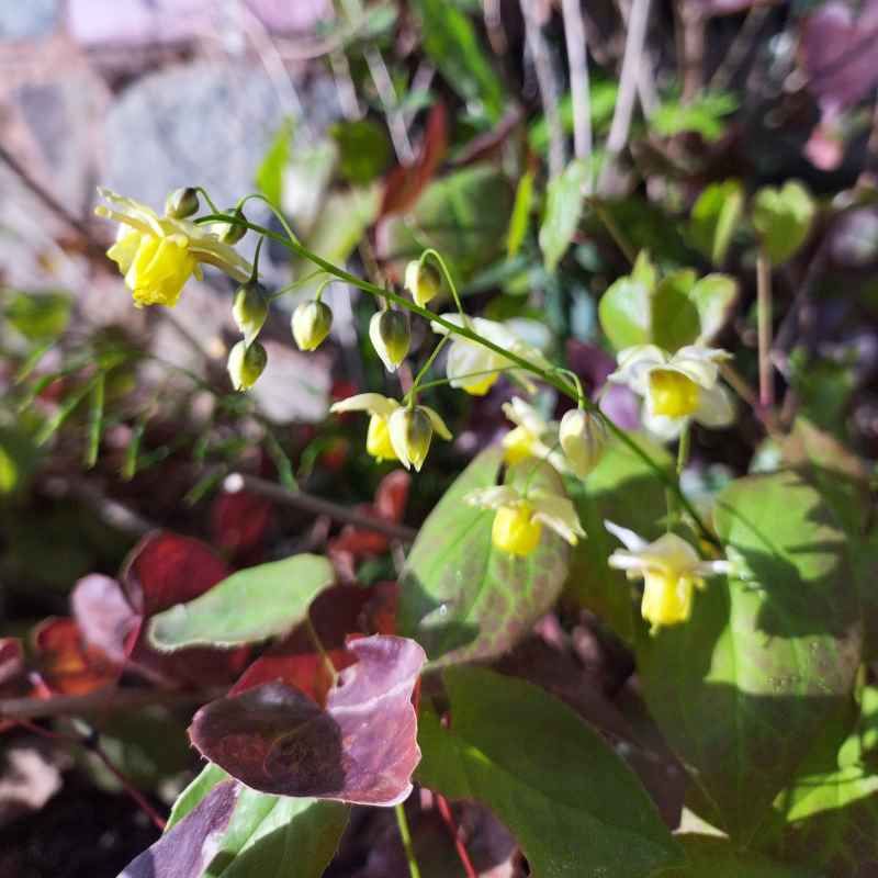 Epimedium 'Totnes Turbo'