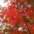 Pistacia chinensis BIO