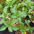 Menthe 'Bergamote' BIO