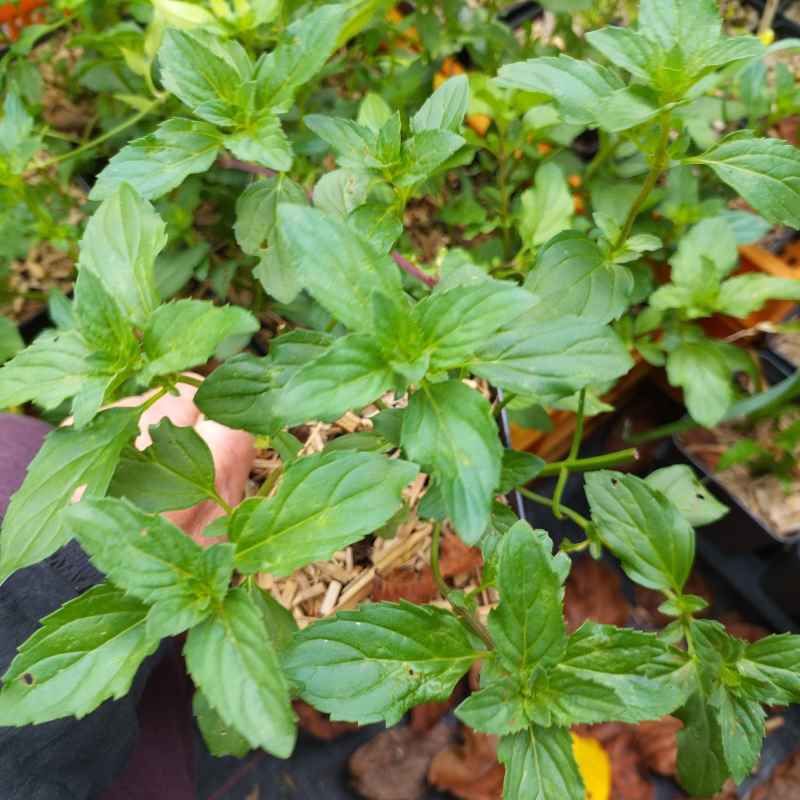 Menthe 'Bergamote' BIO
