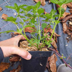 Menthe 'Bergamote' BIO