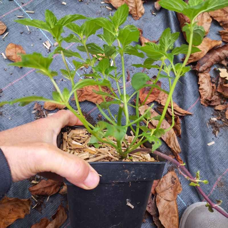 Menthe 'Bergamote' BIO