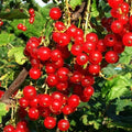 Groseillier à grappes 'ROVADA' BIO - Motte 3,4l