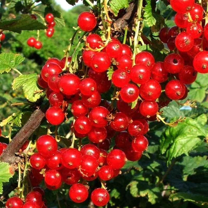 Groseillier à grappes 'ROVADA' BIO - Motte 3,4l