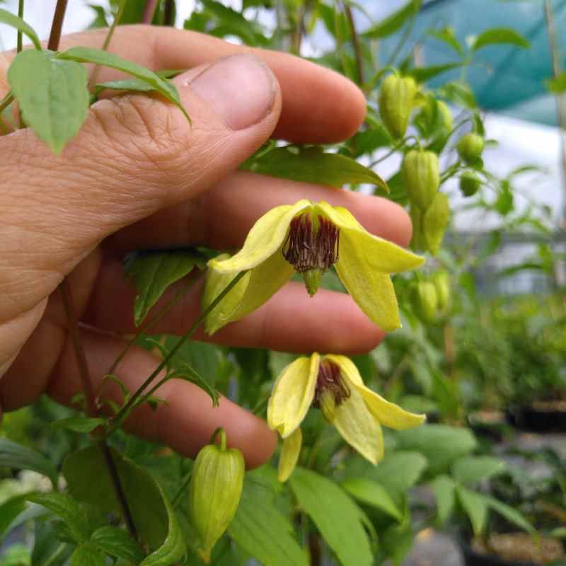 Clematis orientalis BIO - xxl