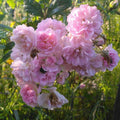 Rosa 'Eleonore Berkeley' BIO