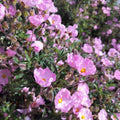Cistus x skanbergii BIO