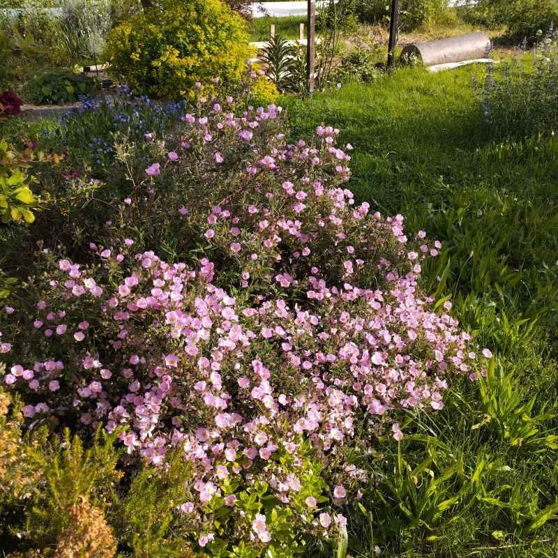 Cistus x skanbergii BIO