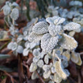 Ballota pseudodictamnus 'Nana' BIO