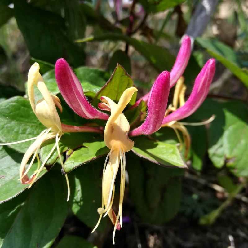Lonicera japonica 'Dart's World' BIO