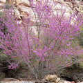 Cercis occidentalis BIO