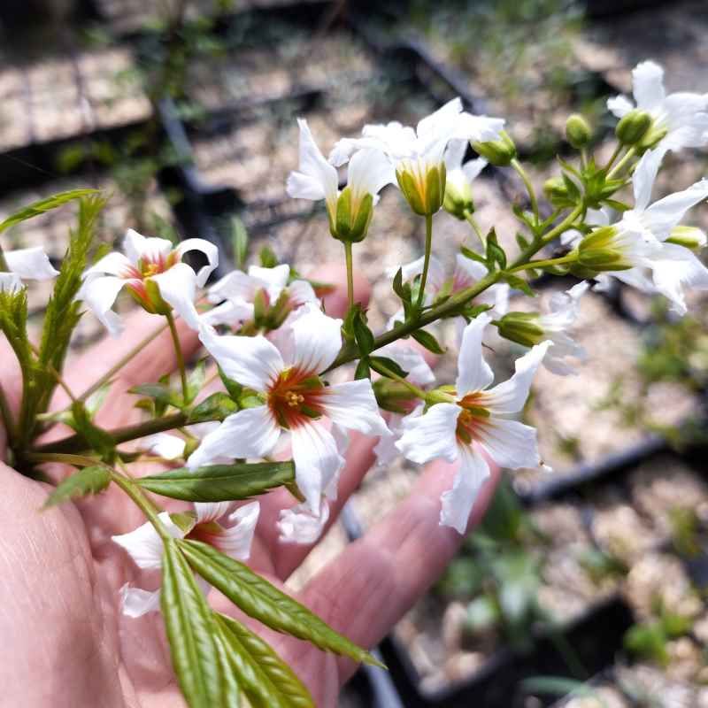 Xanthoceras sorbifolium BIO