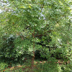 Xanthoceras sorbifolium BIO