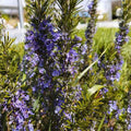Romarin oficinalis 'Sappho' BIO