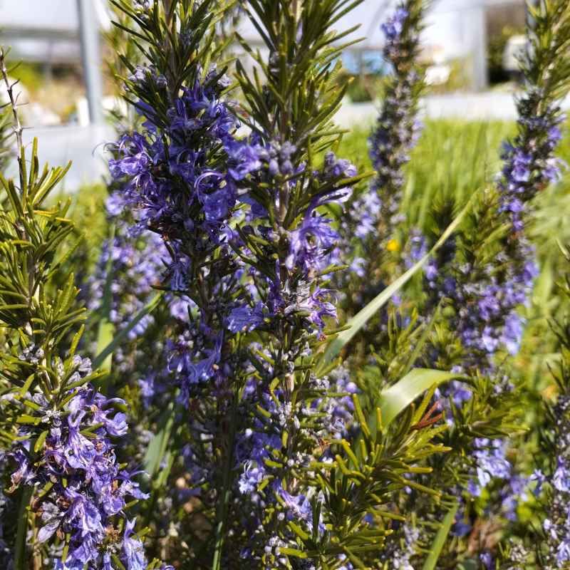 Romarin oficinalis 'Sappho' BIO