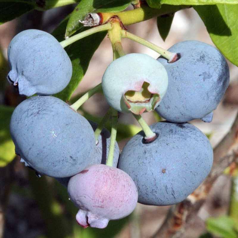 Myrtillier arbustif 'Collins' BIO