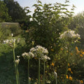 Allium tuberosum BIO - Ciboulette de Chine
