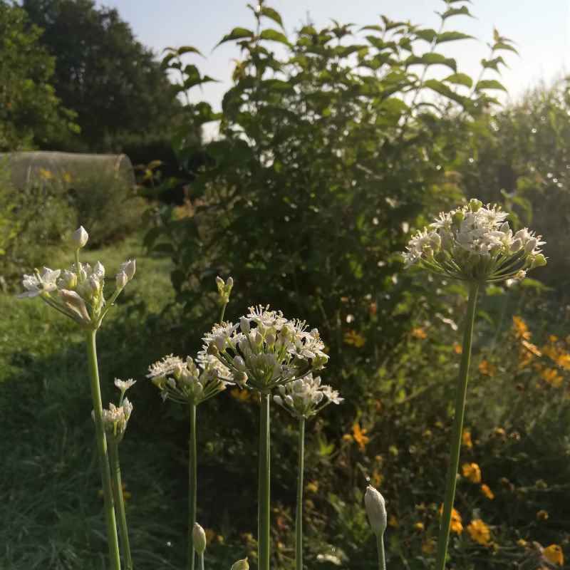 Allium tuberosum BIO - Ciboulette de Chine