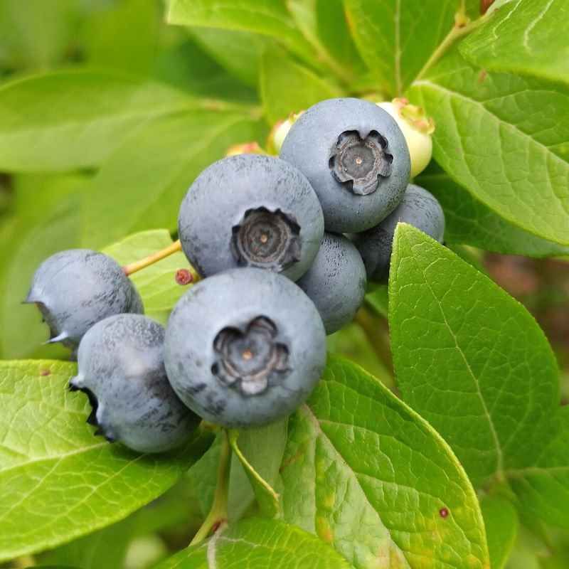 Myrtillier arbustif 'Ivanhoé' BIO