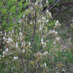 Amelanchier humilis BIO
