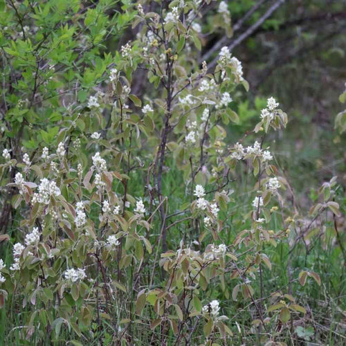 Amelanchier humilis BIO
