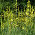 Asphodeline liburnica BIO