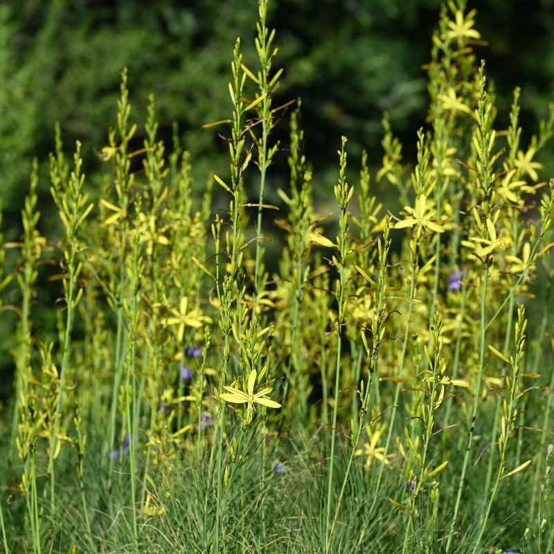Asphodeline liburnica BIO