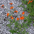 Pilosella aurantiaca BIO