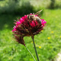 Dianthus cruentus BIO