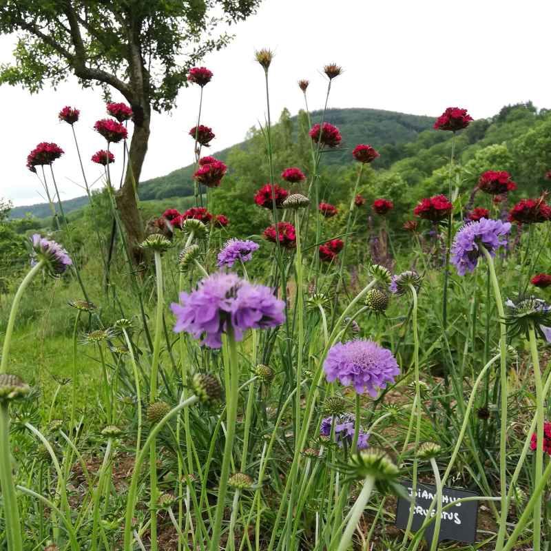 Dianthus cruentus BIO