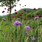 Dianthus cruentus BIO