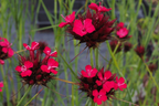 Dianthus cruentus BIO