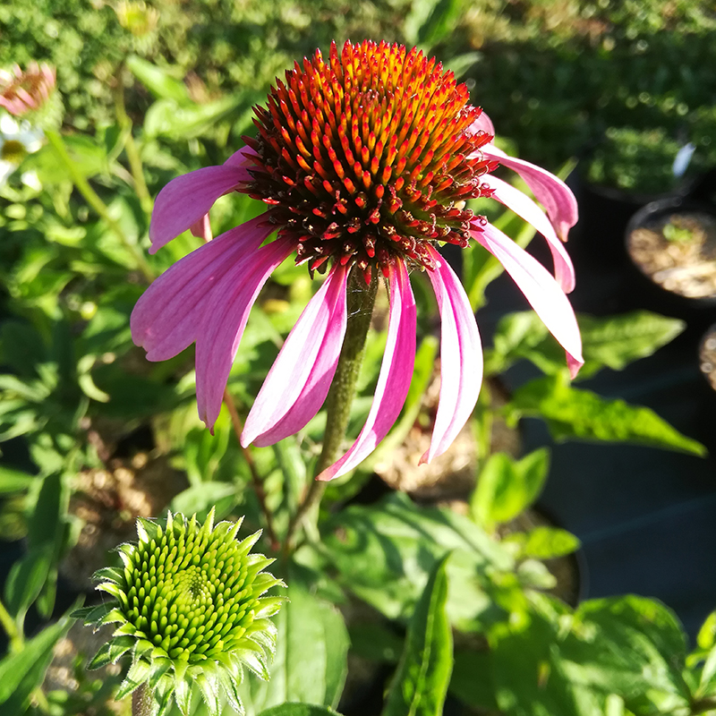Echinacea purpurea BIO