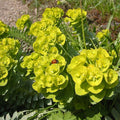 Euphorbia myrsinites BIO