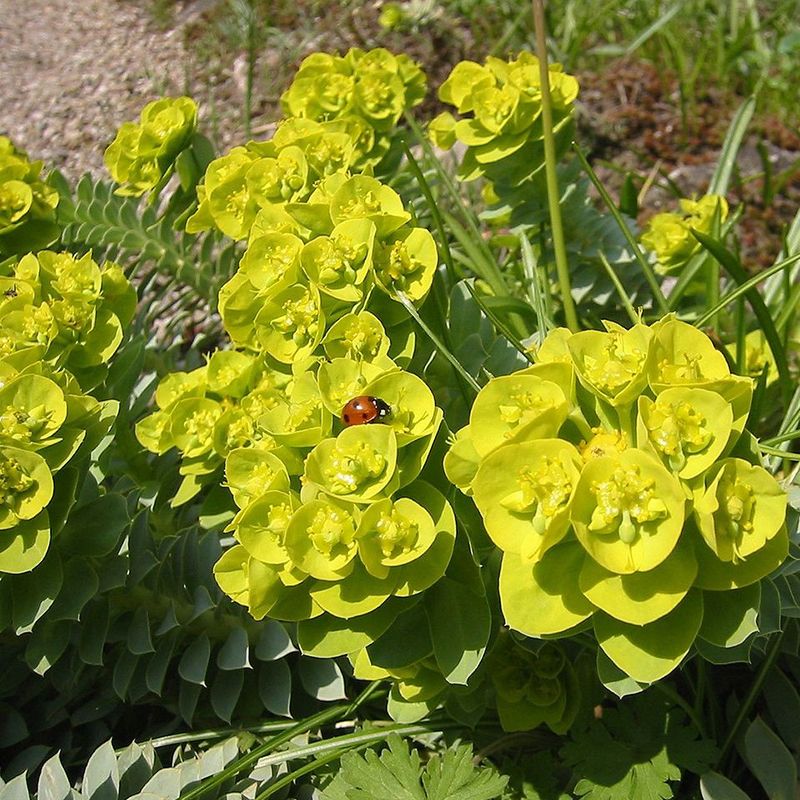 Euphorbia myrsinites BIO
