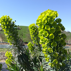 Euphorbia characias subsp wulfenii BIO