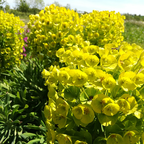 Euphorbia characias subsp wulfenii BIO