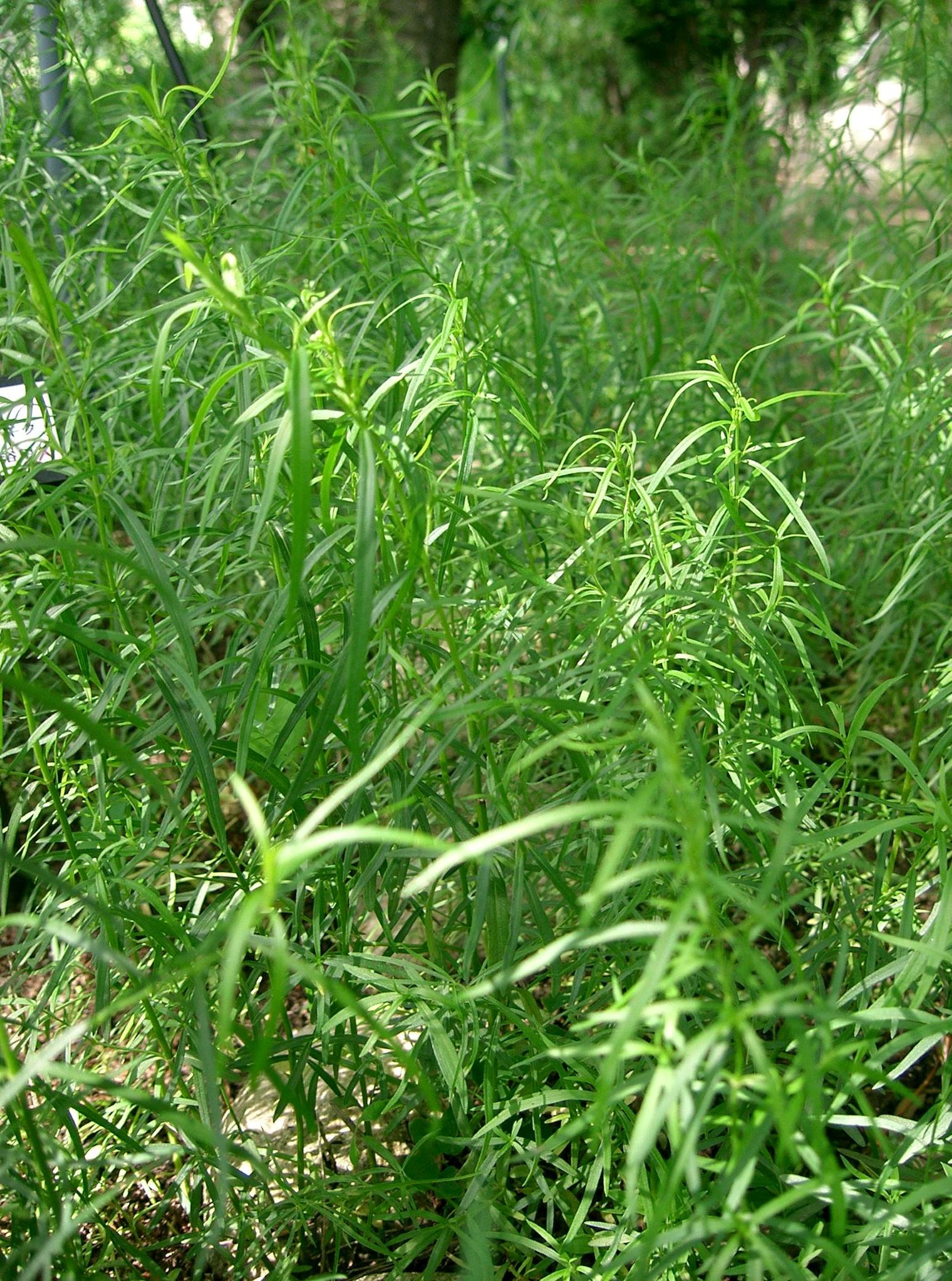 Artemisia dracunculus - Estragon français BIO
