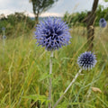 Echinops bannaticus 'Blue Glow' BIO