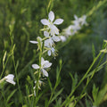 Gaura lindheimeri 'Cool Breeze' BIO