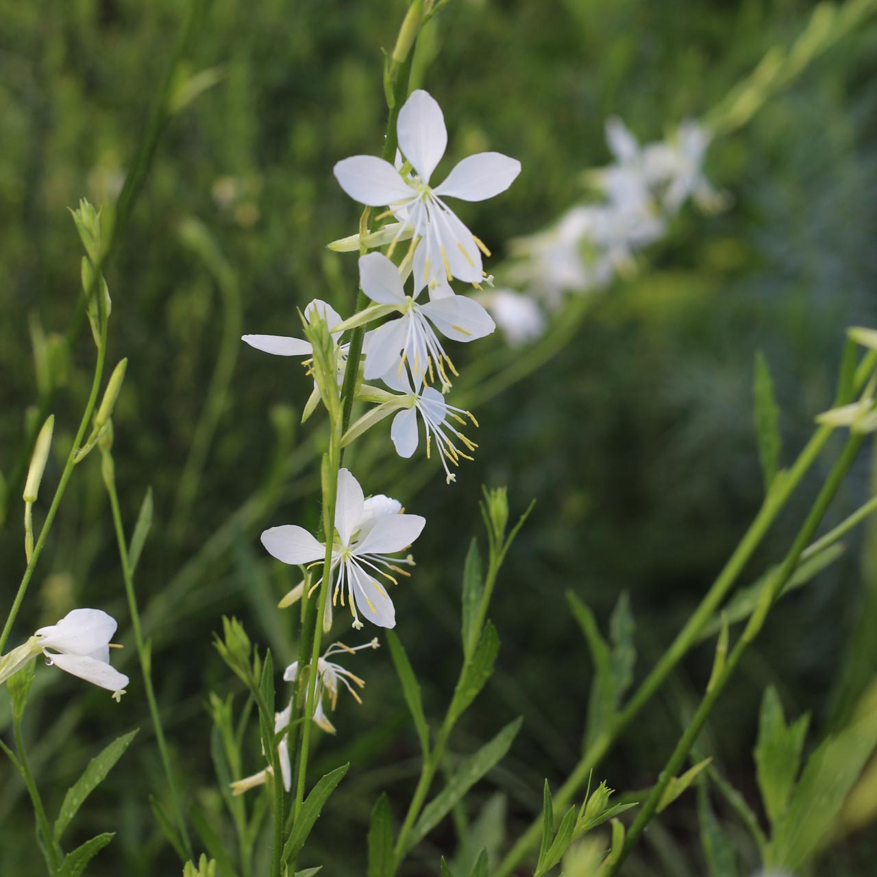 Gaura lindheimeri 'Cool Breeze' BIO