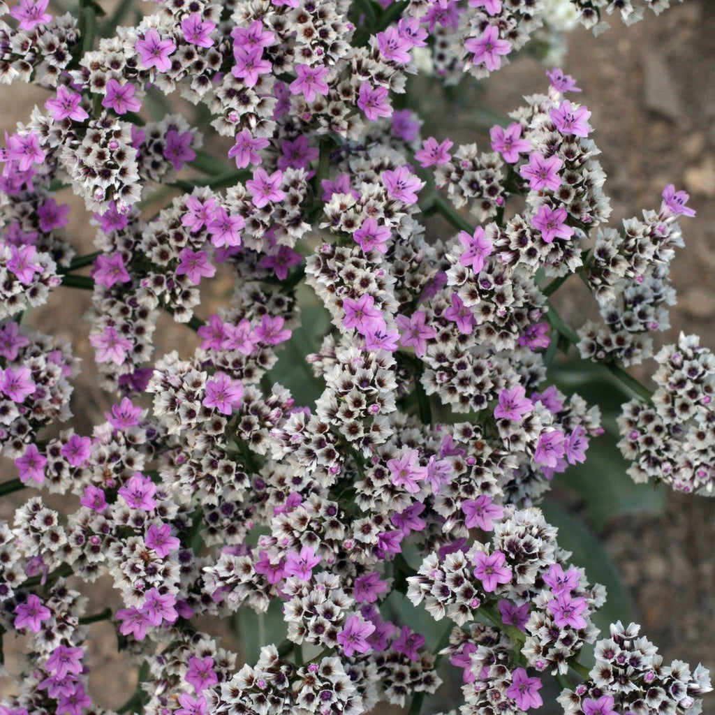 Goniolimon speciosum BIO