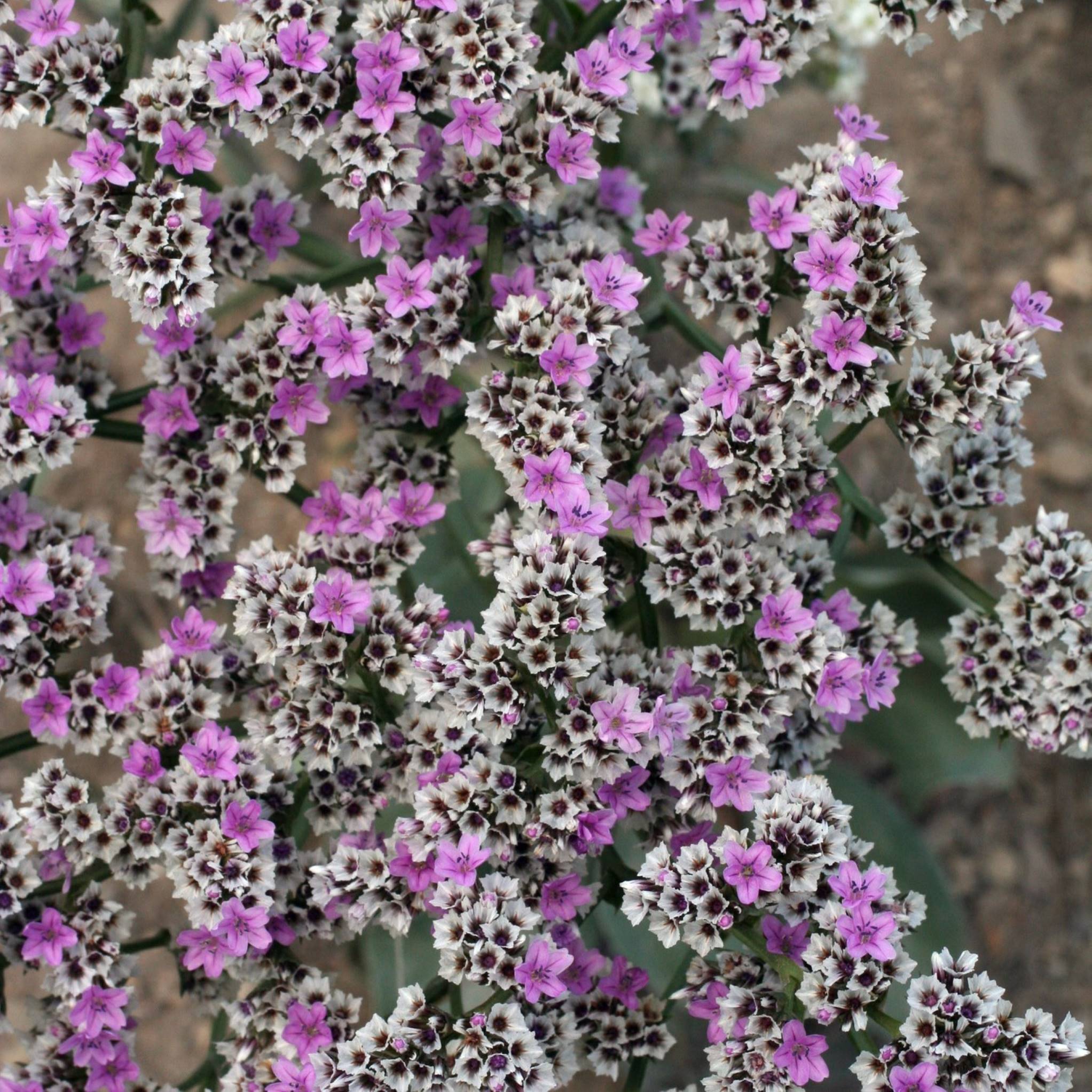 Goniolimon speciosum BIO