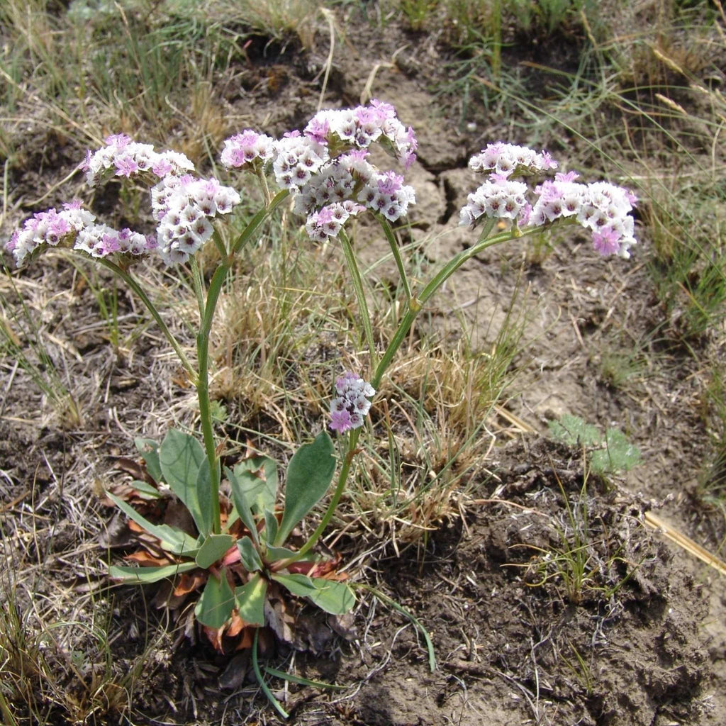 Goniolimon speciosum BIO