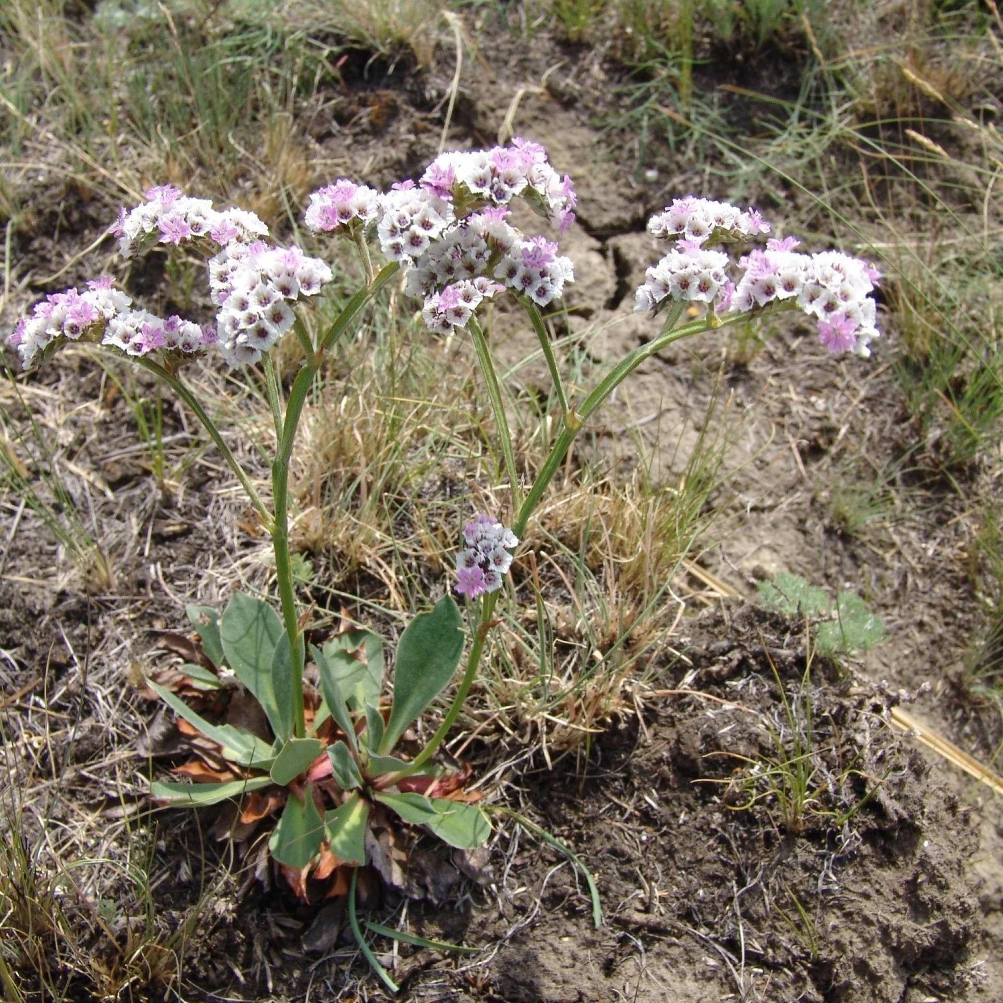 Goniolimon speciosum BIO